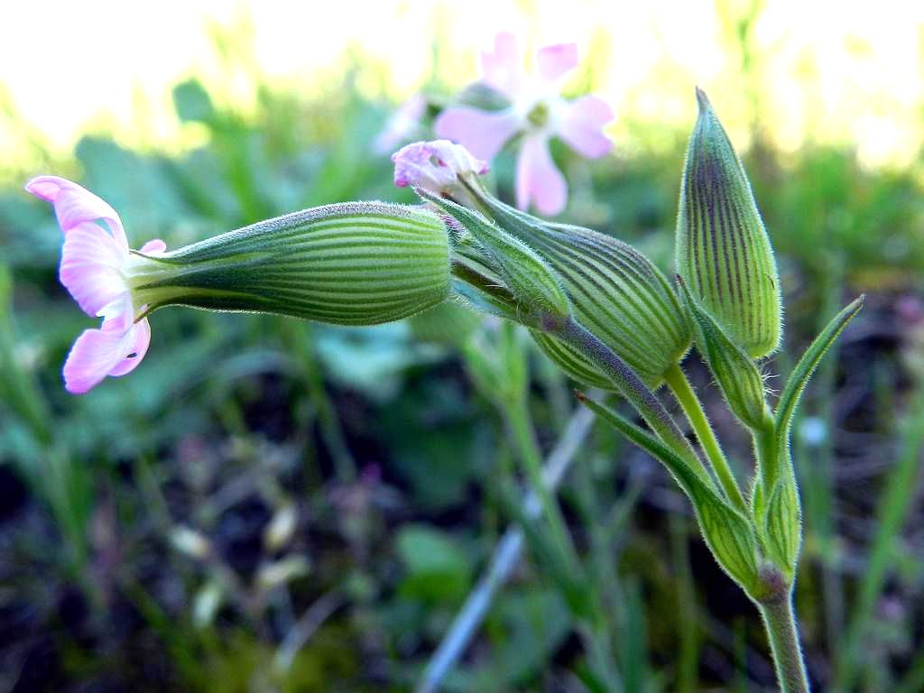 Silene conica / Silene conica